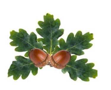 Little Acorns Preschool logo