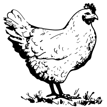 Bismillah Poultry farm logo