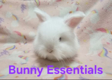 selling bunnies logo