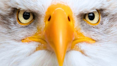 Prophetic Consultation logo