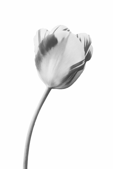 Banner Flores Blancas logo