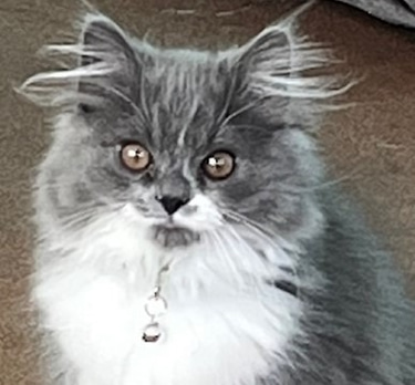 Playful Pet Essentials logo