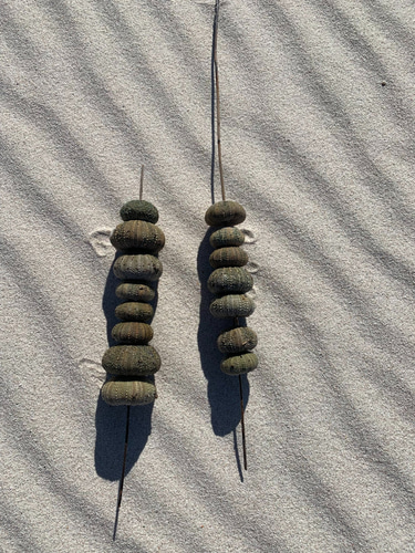 Explore Africa Campers and Rentals logo