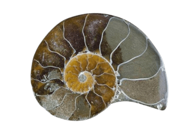 Psychanalyse Colomiers logo