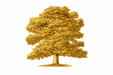 Black Oak Land and Capital logo