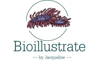 BioIllustrate logo