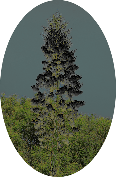 Native Gardens California logo