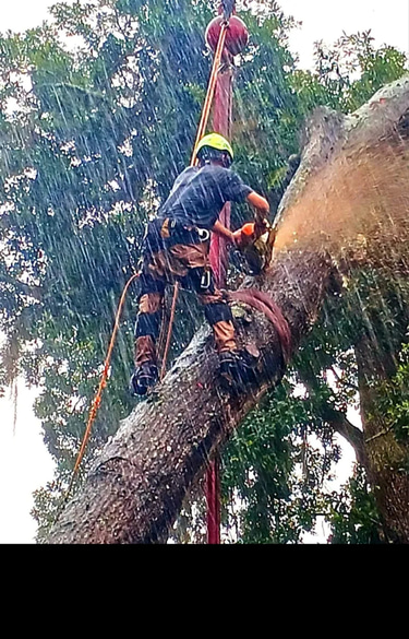 All About A Tree logo