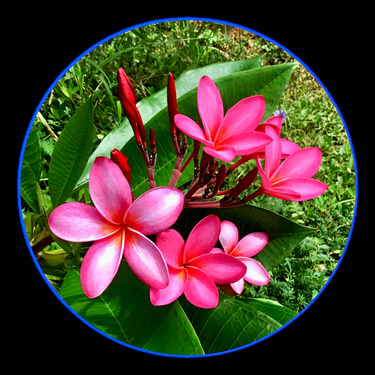 Siquijor Callachuchi Homestay, Callachuchi Homestay logo