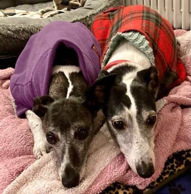 Longdogs Ceilidh Band logo