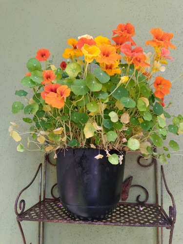 Digna Whole Health logo