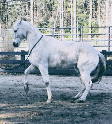 Synergy Equine Liberty logo