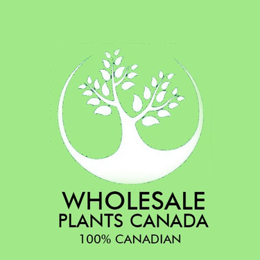 Wholesale Plants Canada logo