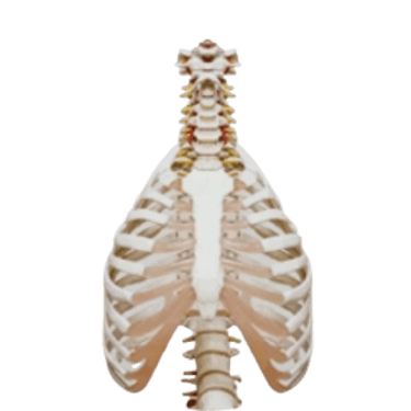 Valentin Romet Ostéopathe D.O. logo