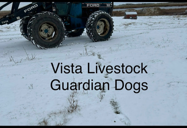Vista Livestock Guardian dogs logo