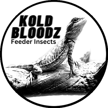Kold Bloodz logo