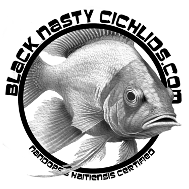 Blacknastycichlids.com logo