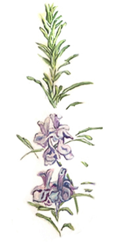 Catherine Prévost Massothérapie logo