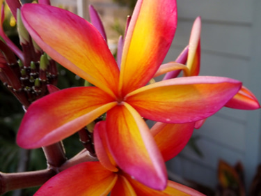 aloha window cleaning screen repair logo