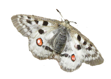 Mosel-Naturgarten logo