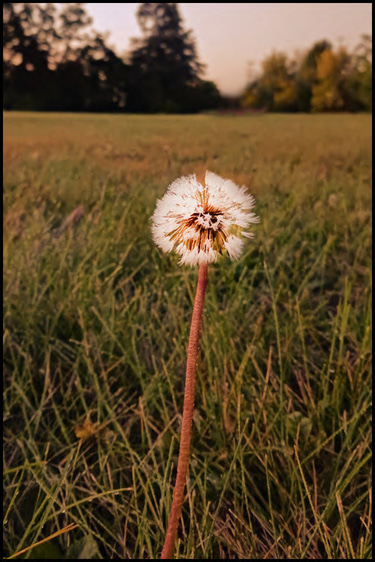 The Adventures of Whiskey Joe logo