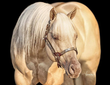 Heritage Farm Montana logo