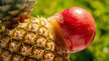 PineNapple Media logo