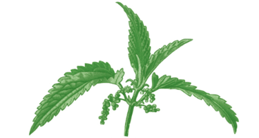 Indian Essence logo