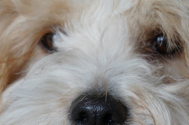 Pension canine de Lesmel logo