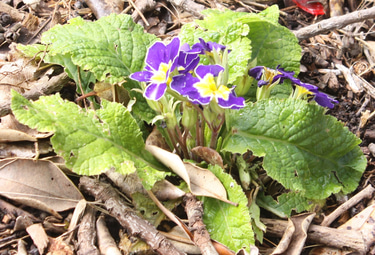 The Federal St Garden logo
