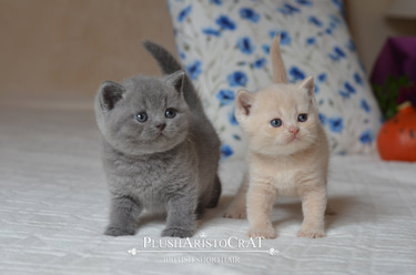 British Blue Byrds Cattery logo