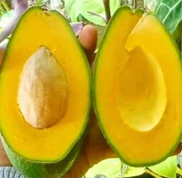 Kebun Alpukat yang luas logo