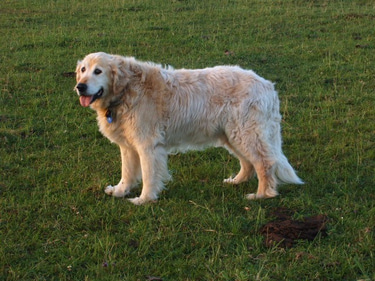 Finns Tree and Garden logo