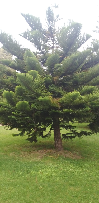 estudio de arquitectura nitido logo