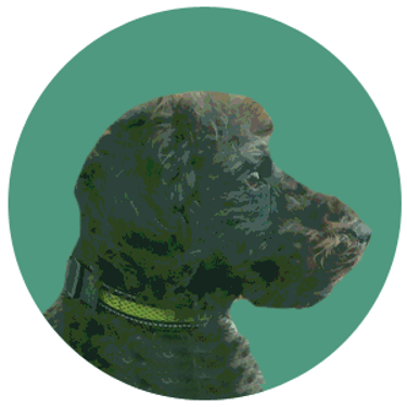 Floradoodles Labradoodles logo