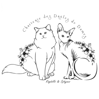 Chatterie des Drôles de Dames logo