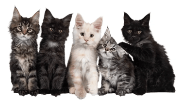 Maine Coon Family Kittens logo