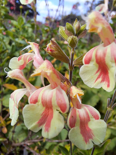 Salvia National Collection By G and S Last Plant Sales logo