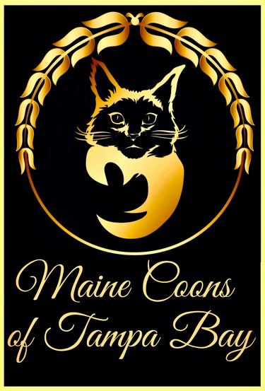 Maine Coons of Tampa Bay logo