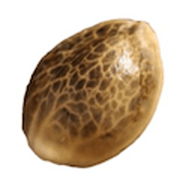 Saltseeder logo