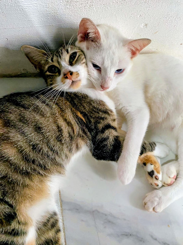 Animals in Need logo