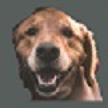 Rock-star-dog.com logo