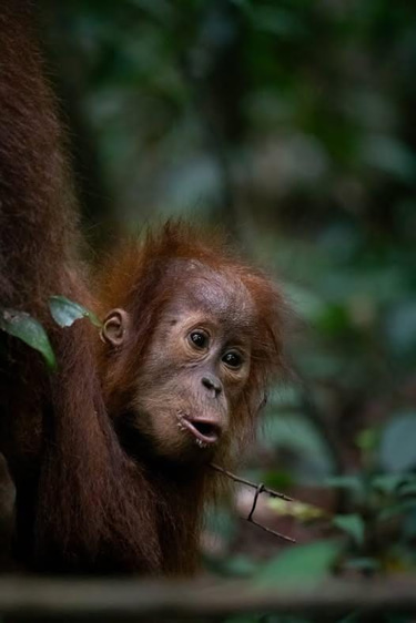 bukitlawangorangutan.com logo