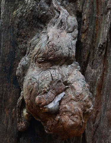 Andreas Struves Buchstabenchaos logo