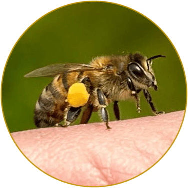 Les Ruches de Cédric logo