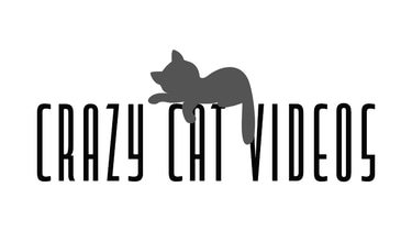 Crazy Cat Vid logo