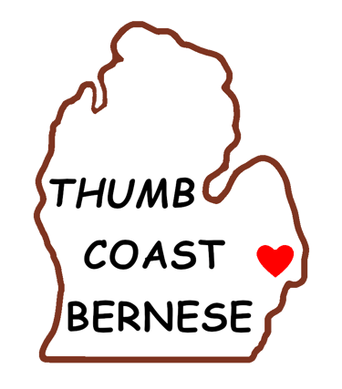 Thumb Coast Bernese logo
