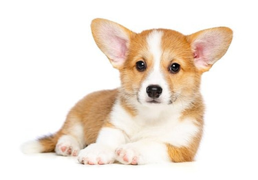 Corgi Puppies Home logo