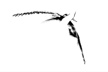 Isabelle Arnon photographies  logo