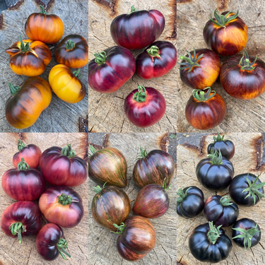 NRTomatoseed - heirloom tomato seeds logo